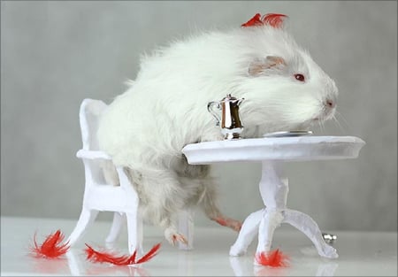 Tea time - humor, small, table, guinea pig, cool, chair, tea pot, white, cute, nice, funny animals