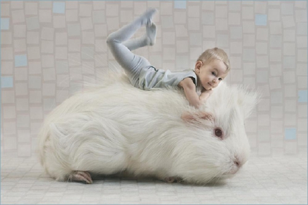 Kids ride - kid, guinea pig, child, funny, photograph