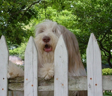 nosey dog - white, fence, fluffy, dog