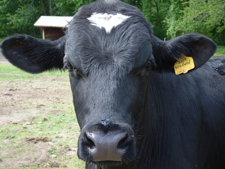 Black and white dairy cow - preston, cow, black, pasture