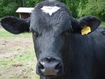 Black and white dairy cow