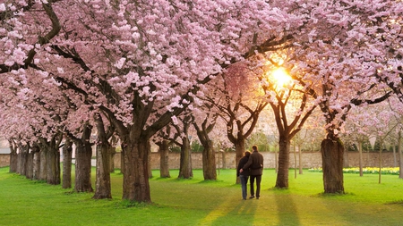 Lover's Paradise !! - hug, sunshine, lovers, trees, pink, flowers, grass