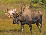 Alaska Moose