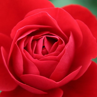 ROSE OR BEGONIA