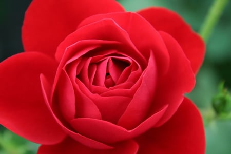 ROSE OR BEGONIA - begonia, pretty, rose, red