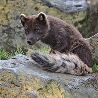 Arctic Blue fox