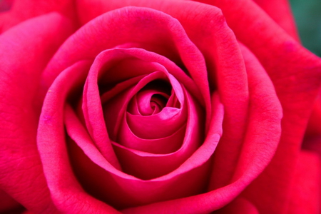 PERFECT RED ROSE - red, perfect, rose, pretty