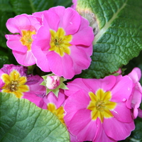 PRETTY PINK FLOWERS