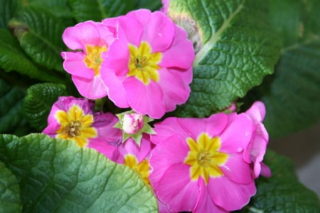 PRETTY PINK FLOWERS - plant, pretty, flower, pink