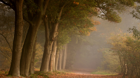 Misty Forest Path - path, magnificent, trees, beautiful, mist, road, lovely, foliage