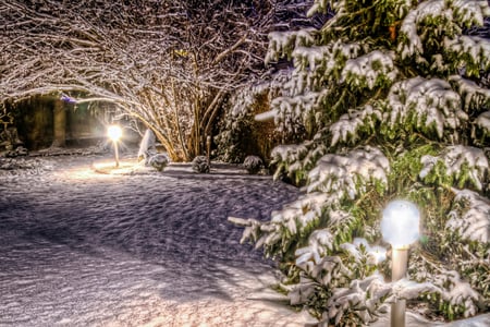 Winter park - trees, winter, image, snow, beauty, frozen, nature, lights, park