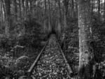 Road in the black forest