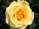 BIG YELLOW ROSE