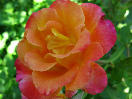 RED RIMMED ORANGE ROSE - rose, rimmed, orange, red