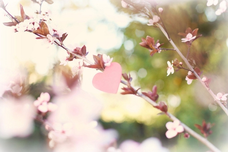 One heart - one love - love, trees, heart, bloom, leaf, spring, nature, pink, blossom, twig, leaves, tree, flowers