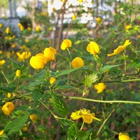 yellow flowers