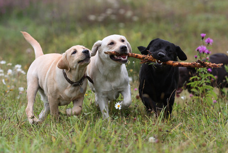 Playing Catch - black, white, dogs, tan, field, stick, playing