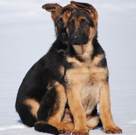 Twins - dogs, cute, twins, german shepherds