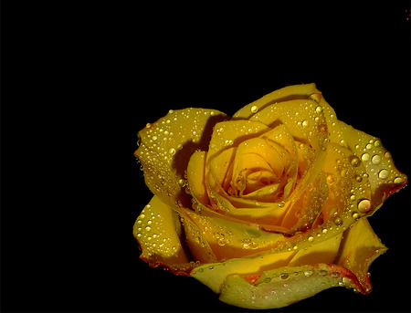 Yellow Rose and Rain Drops - rose, water, black, yellow, raindrops, droplets