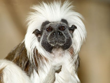 Tamarin Monkey - primate, fur, hair, monkey, tamarin, tamarin monkey