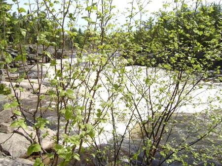 waterfall - trees, river, branch, day, leaf, rocks