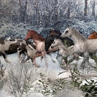 horses in winter