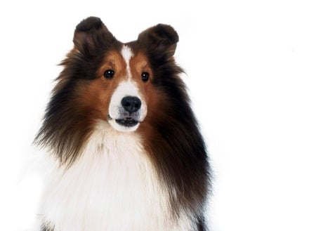 Lassie - dog, white, lassie, collie