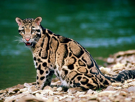 wild beauty - nice, wild cat, water