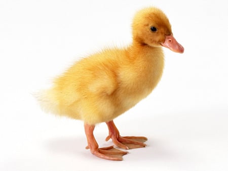 little duckling - duck, duckling, cute, domestic