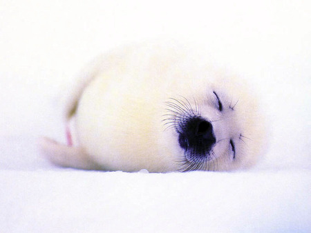 baby seal - cute, wild life, seal