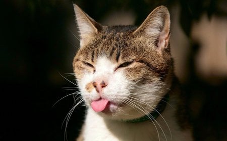 cat with Tongue out - of, closeup, adorable, tongue, cat, pink, carlor, silly