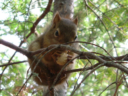 Squirrels - animal, trees