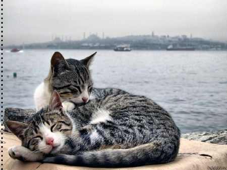 	let me sleep - istanbul, sea, sleep