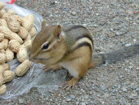 Little creature - peanut, chipmunk