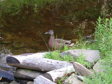 Duck  - river, flower, nature, wood