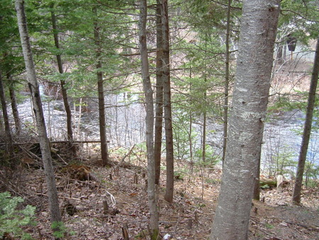 Peaceful - leaf, tree, river, blue