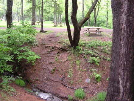 Nature - ground, trees, leaf, green