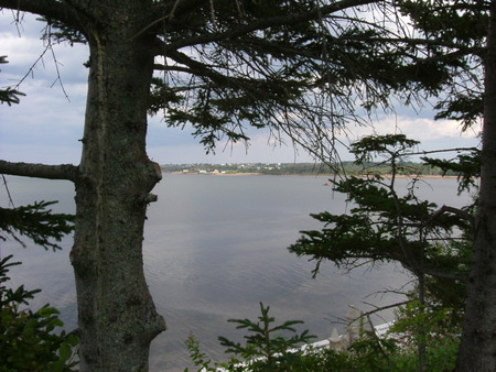 Nature - water, day, tree