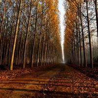 Autumn Road Narrows