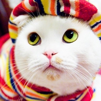 Pinky The French Cat