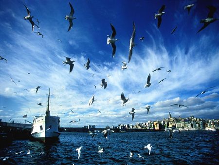 another istanbul story - istanbul, story, maiden tower, turkey, sea, seagulls, sky