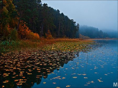 rising sun - lake, rise, forest, sun, leaves