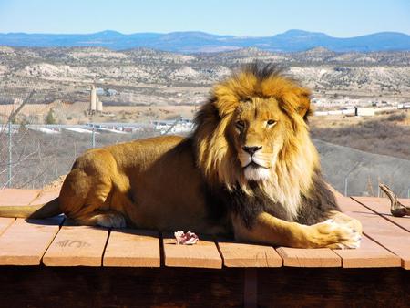 King relaxing - animals, lion