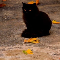 black cat