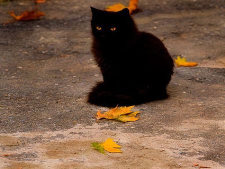 black cat - cat, black