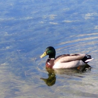 Duck at lake.