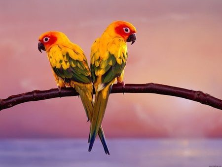 Sun Conure Parrots - birds, sun conure parrots