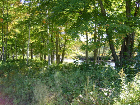 Place to relax - wood, daytime, trees, green, flowers