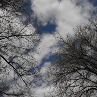 Beautiful Day Through Trees