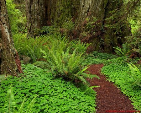 Beautifull California - beautifull, california, forests, green